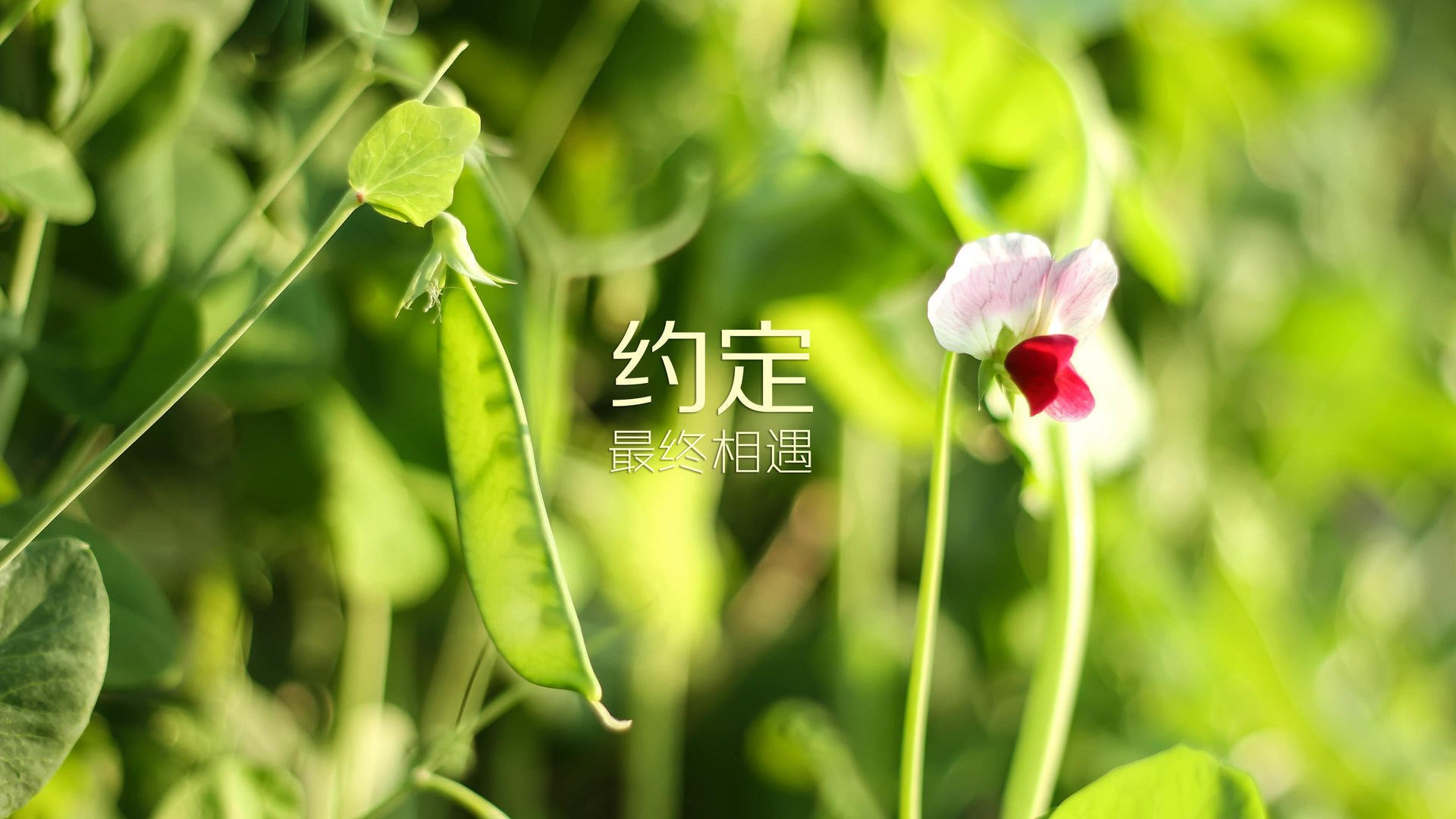 篮球专项体能训练技术创新与应用案例分享，篮球体能训练文献综述