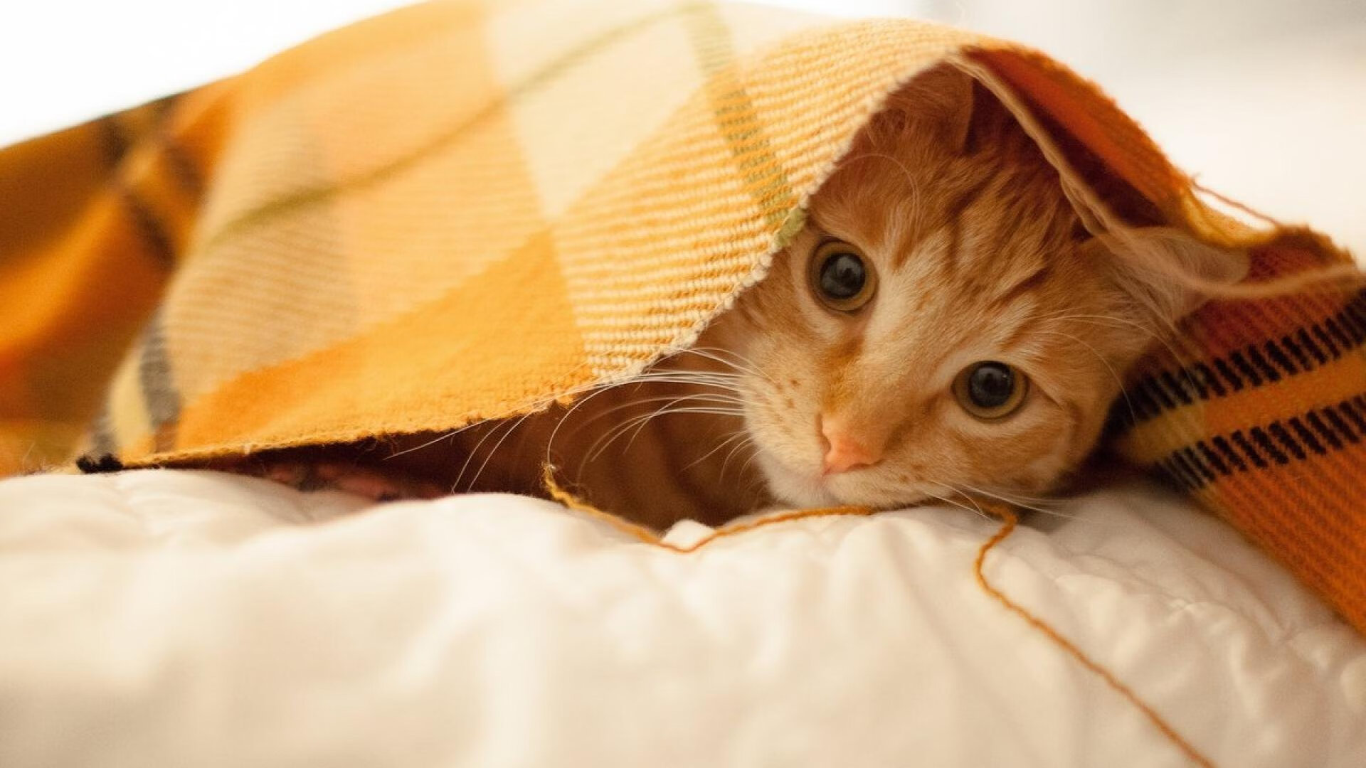 五大联赛是否因反击频率提升而调整边后卫站位，五大联赛的强队