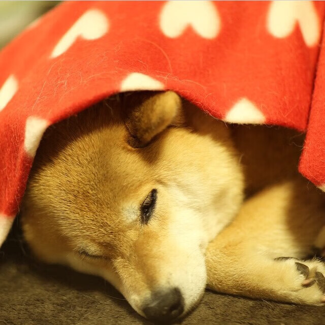 外援上场时间是否应进行总量限制,外援什么时候上场的