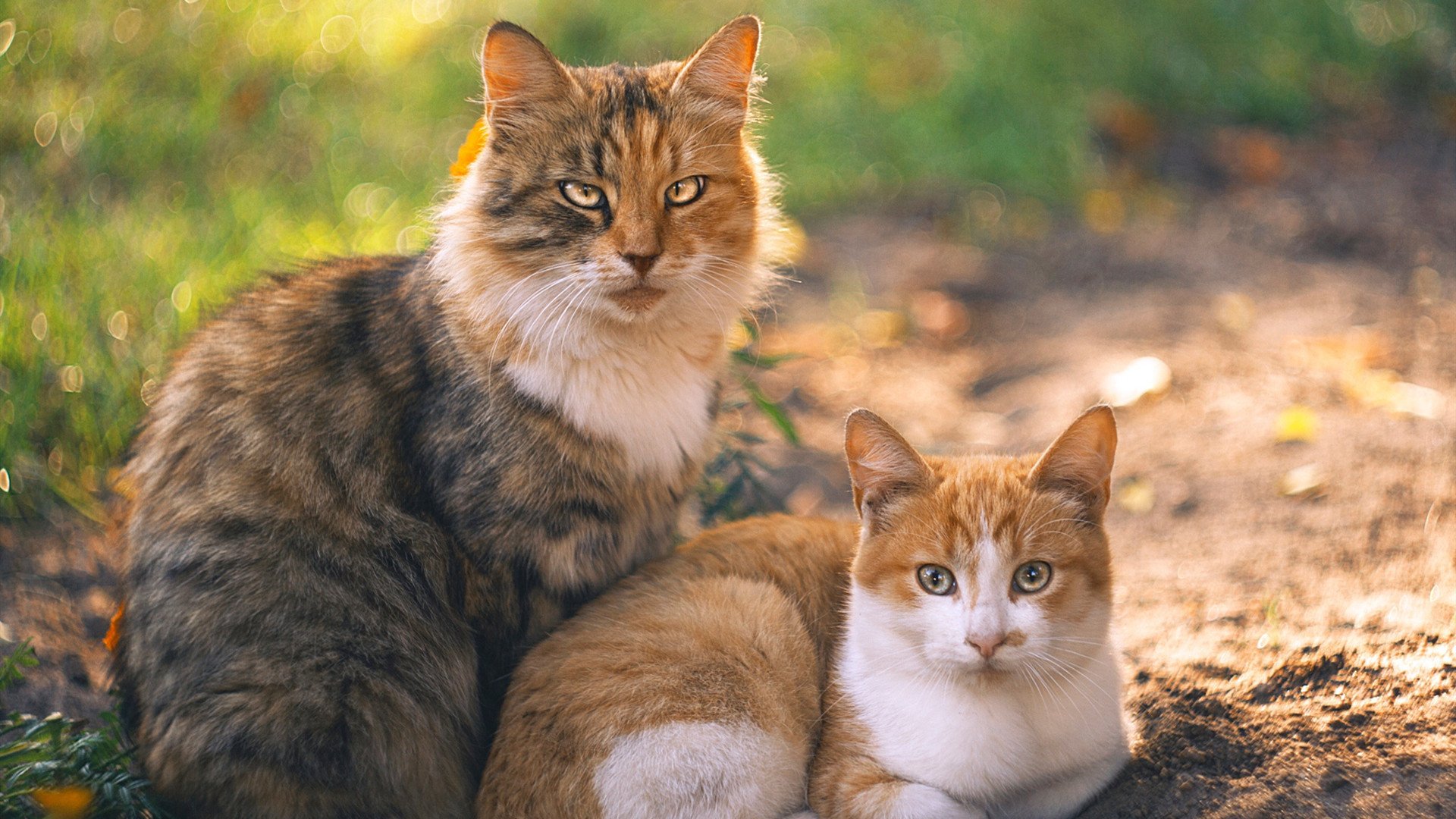 德甲俱乐部在欧战抽签中遭遇强敌，晋级前景充满挑战。，德甲参考哪家欧赔
