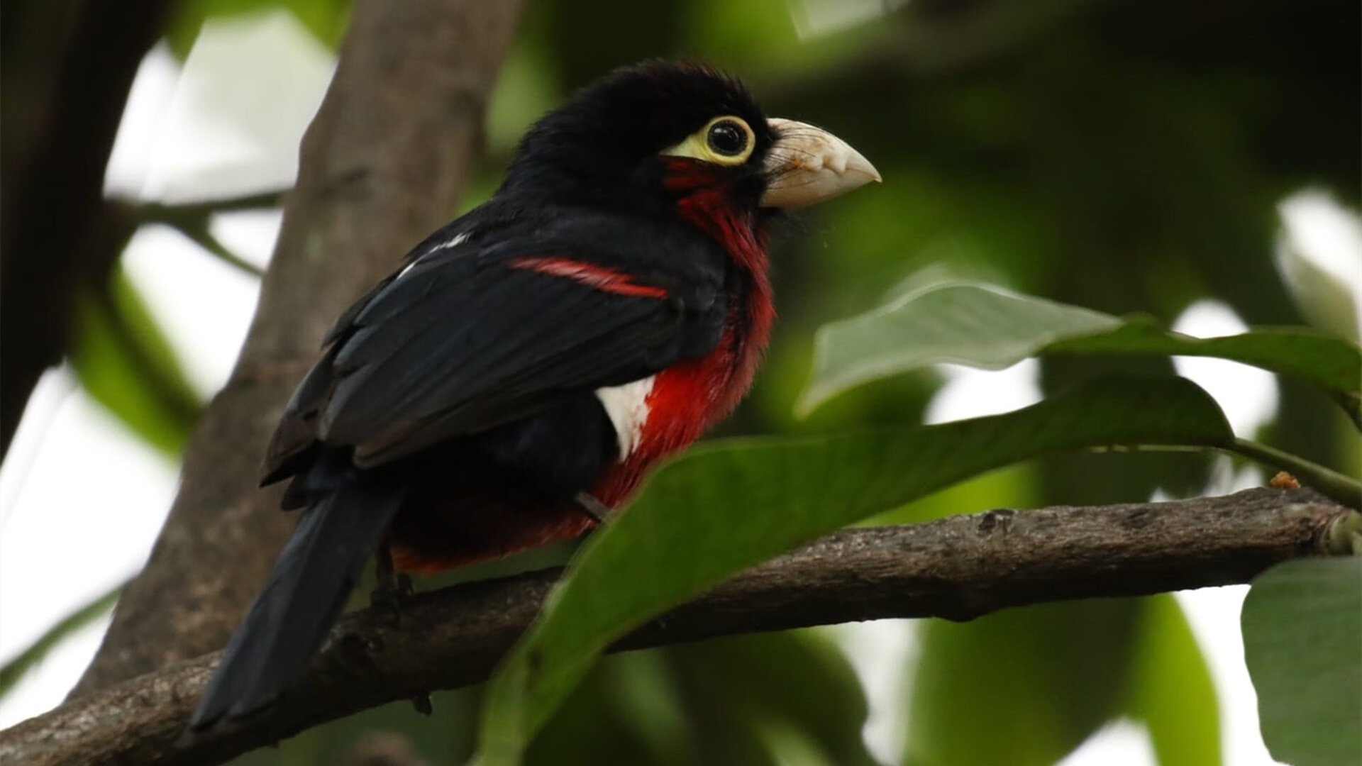 球员职业发展道路模糊不清,职业球员的定义
