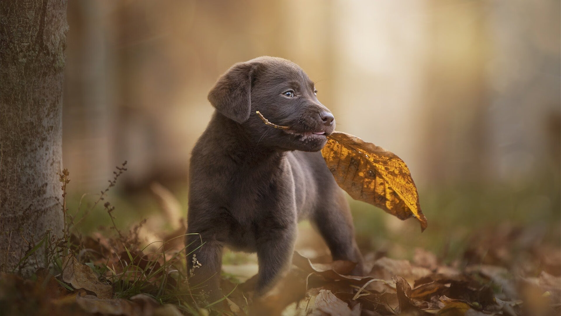 “华金·托比利亚的战术执行力与领导气质，推动阿根廷美洲狮队继续成长”