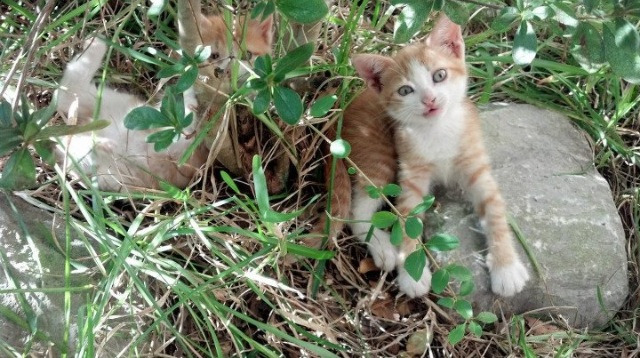 华体会app注册-凯莉·麦基翁为未来赛事蓄力，凯莉·麦吉利斯现照