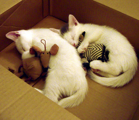 凯莉·麦基翁为未来赛事蓄力,凯莉·麦吉利斯现照