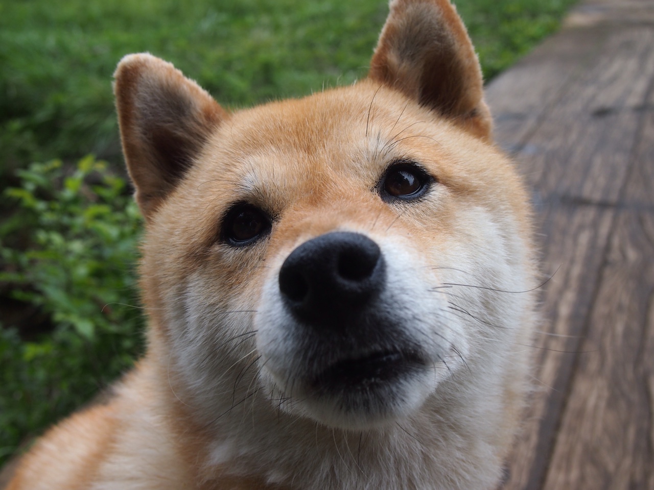 澳大利亚橄榄球赛事吸引全球观众，体育市场新机遇，澳大利亚橄榄球运动员