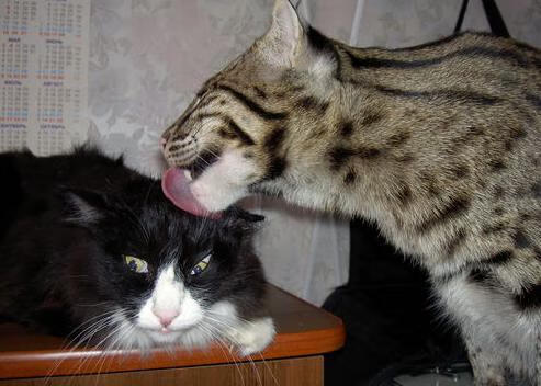 华体会官网-男篮外线命中率显著提升战术体系日趋成熟高效，男篮内线