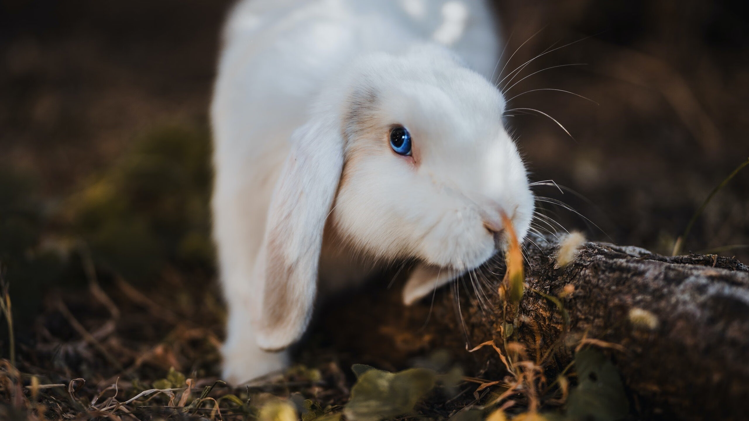 职业联赛恢复稳定运营吸引更多企业重新投资,什么叫职业联赛